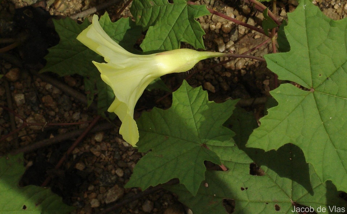 Camonea vitifolia (Burm.f.) A.R.Simões & Staples